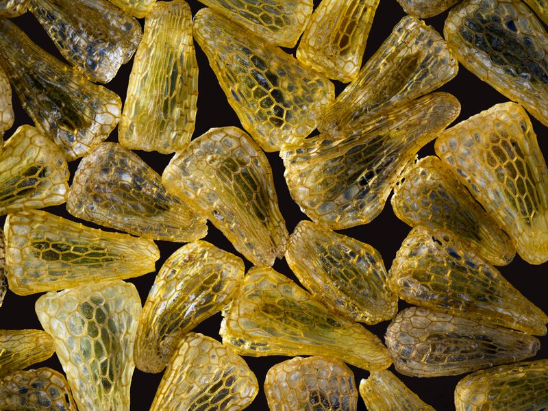 Illustration for article titled Las mejores microfotografĂas del año nos muestran la increĂble belleza de lo que no podemos ver